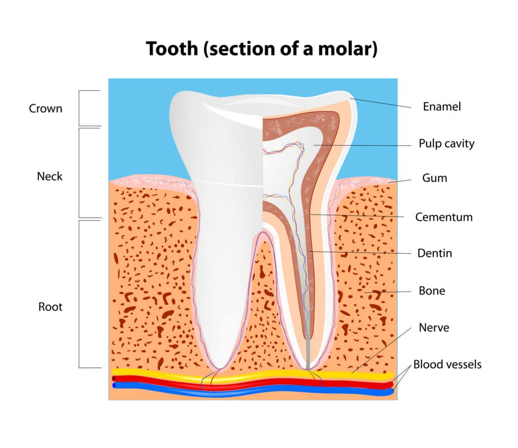 Sunset Utah Root Canal Process Dental Services